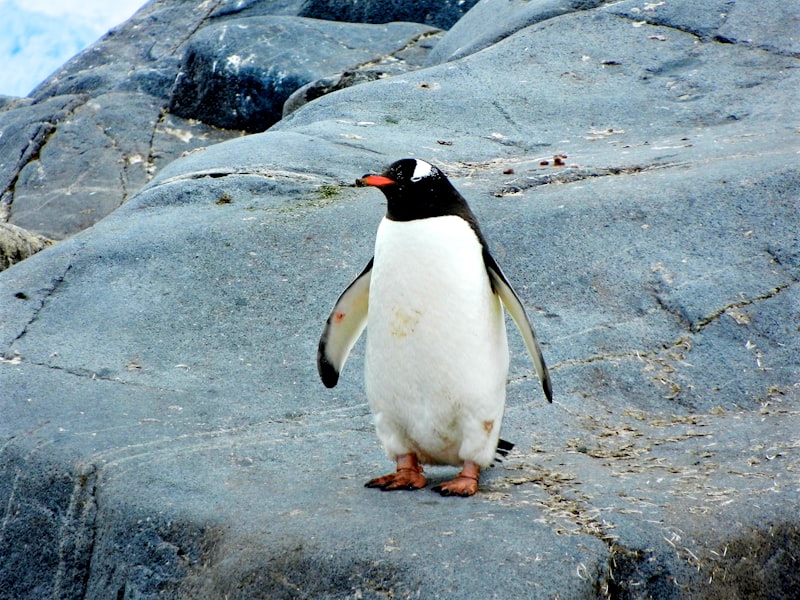 Penguin Encounter